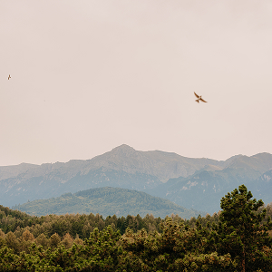 Berge