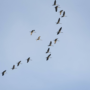 Vögel