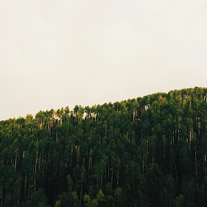 Wald